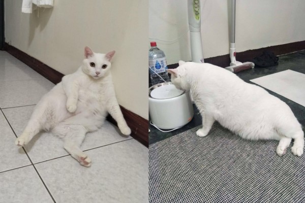 白貓太貪吃奴才惡搞幫牠「徵乾爹」網笑翻：想報名！