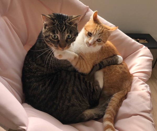 寄養橘白貓一心征服家貓　使出強抱絕招：收留我嘛！