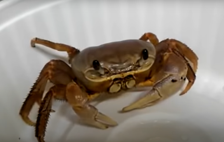 螃蟹乖乖待在那邊（圖／Youtube＠Heavy Crab）