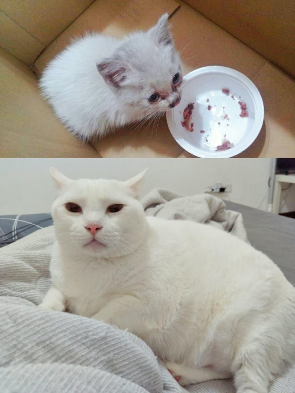 白貓太貪吃奴才惡搞幫牠「徵乾爹」網笑翻：想報名！