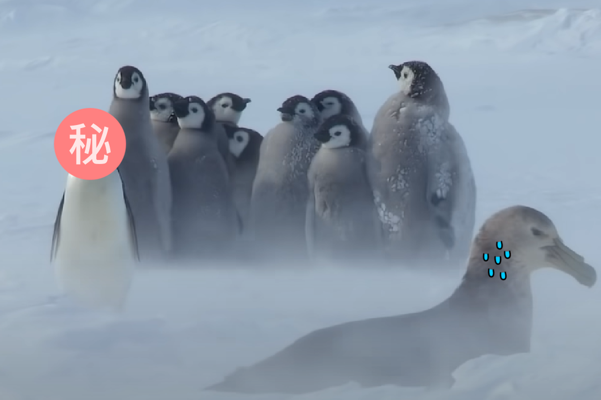 ▲敵人來襲企鵝寶寶「瑟瑟發抖」！這隻「打架王」化身正義英雄。（圖／Youtube＠BBC）