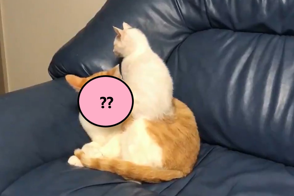 一隻小貓竟然將貓哥哥當作「坐騎」（圖／twitter＠uni_mugi_hachi）