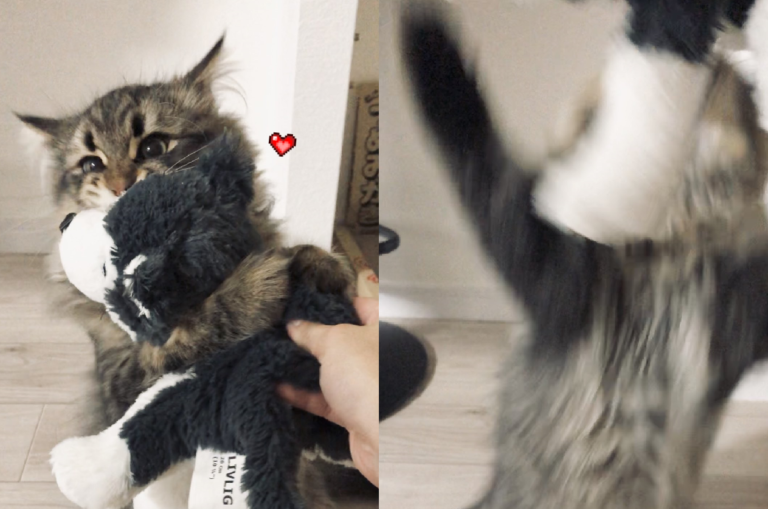 貓咪收到禮物超開心，張嘴撲抱娃娃，興奮到畫面模糊！（圖／Twitter＠ymnc_rf）