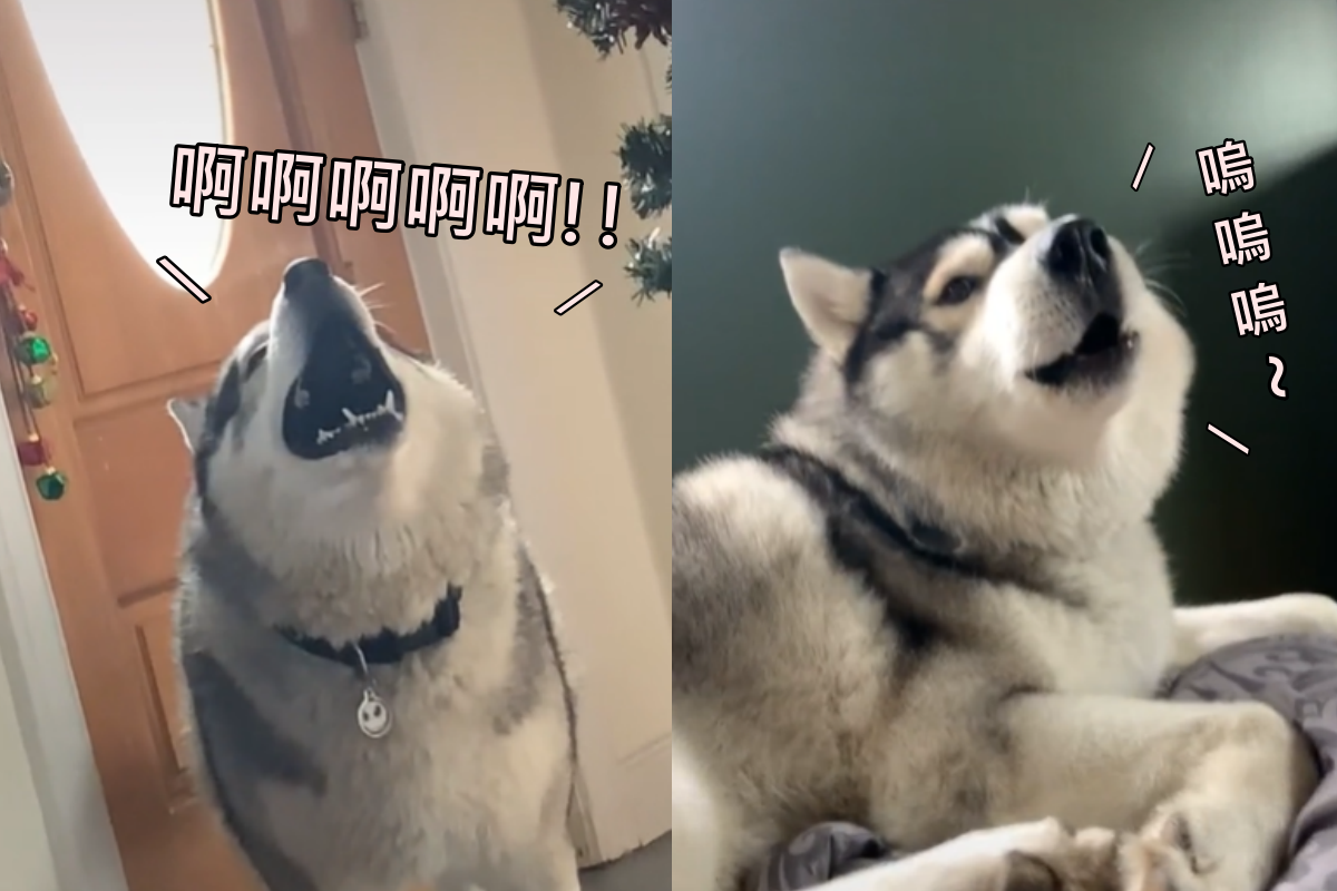 二哈情感豐富每天「對空尖叫」，聽起來超像警鈴作響！（圖／TiKTok＠viceugenio）