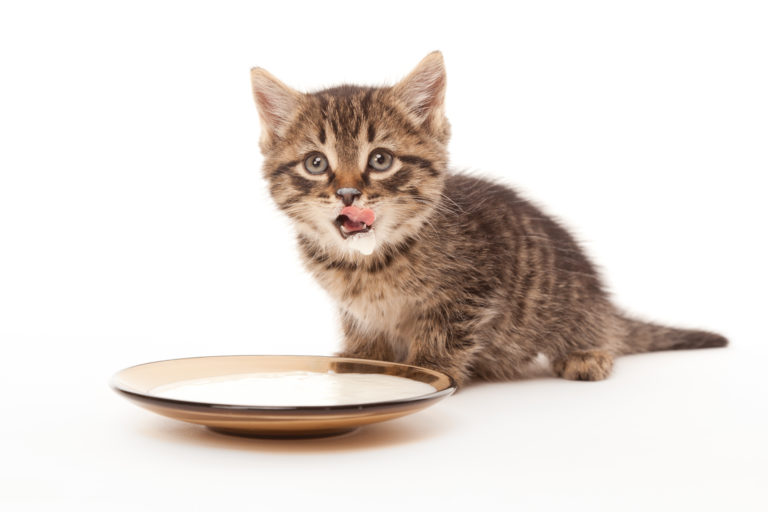 都市傳說解謎！「貓就愛吃魚和喝牛奶？」這觀念究竟對不對呢？（圖／shutterstock ）