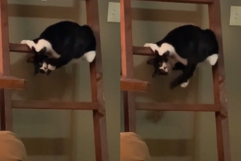 隔離中實在無聊，賓士貓站上梯子「自製逗貓棒」玩耍！（圖／TiKTok＠fallonwhitson）