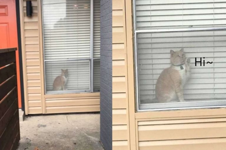一隻橘白貓被媽媽發現待在鄰居家窗前（圖／Tik Tok@valkyrievolta）