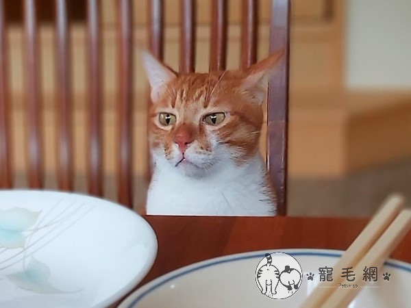 貓皇瞪視空無一物的餐桌一臉不悅：都沒有留給我？