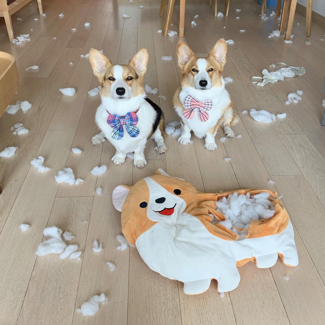 狗狗：可憐的娃娃，我們緬懷它！（圖／Instagram＠yayathecorgi）