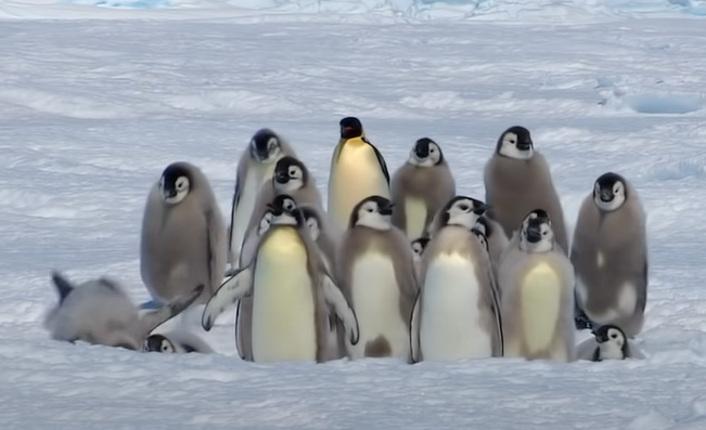 企鵝在雪地上緩緩移動，呆呆笨笨的牠們遇到坑也不閃，左邊那隻直接跌了進去（圖／Youtube＠BBC）