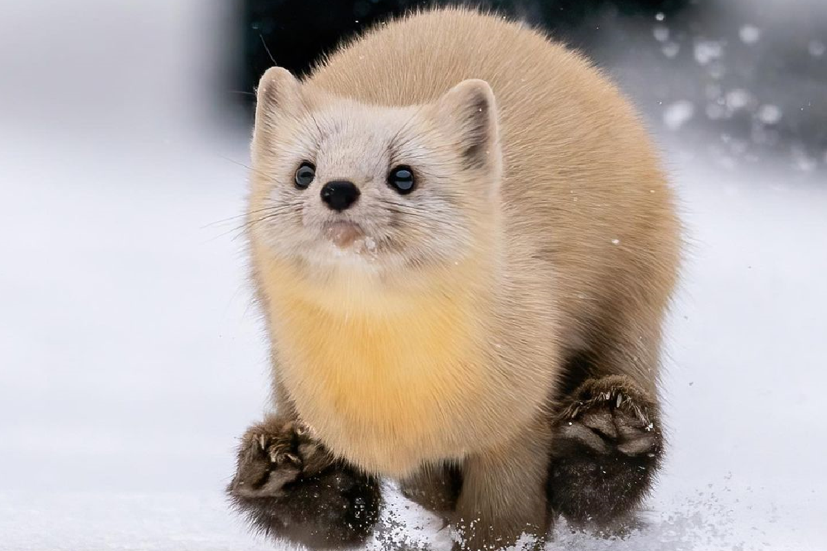 日本貂一臉呆萌在雪地中奔跑玩耍！（圖／Instagram＠takashi_okashi）