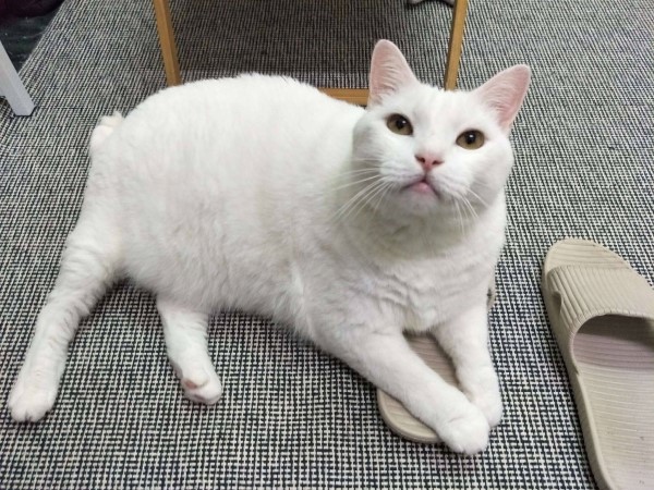 白貓太貪吃奴才惡搞幫牠「徵乾爹」網笑翻：想報名！