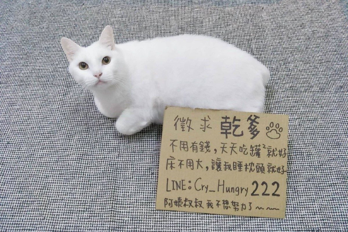 ▲白貓太貪吃奴才惡搞幫牠「徵乾爹」，網笑翻：想報名！（圖／網友庭瑜授權提供）