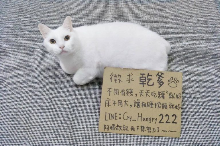 白貓太貪吃奴才惡搞幫牠「徵乾爹」　網笑翻：想報名！
