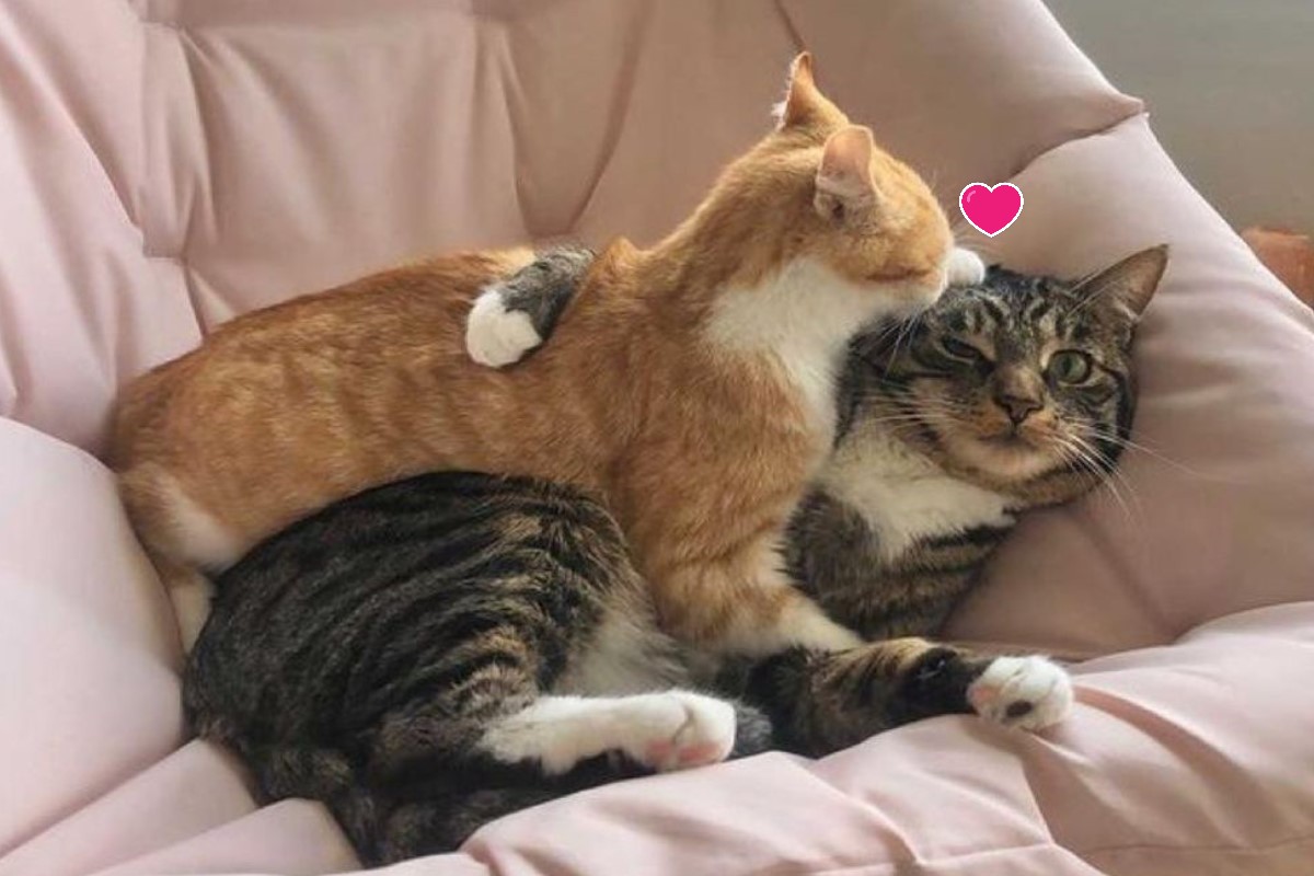 虎斑貓被中途的橘白貓強行抱抱（圖／IG@marleymalin）