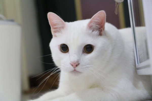 白貓太貪吃奴才惡搞幫牠「徵乾爹」網笑翻：想報名！