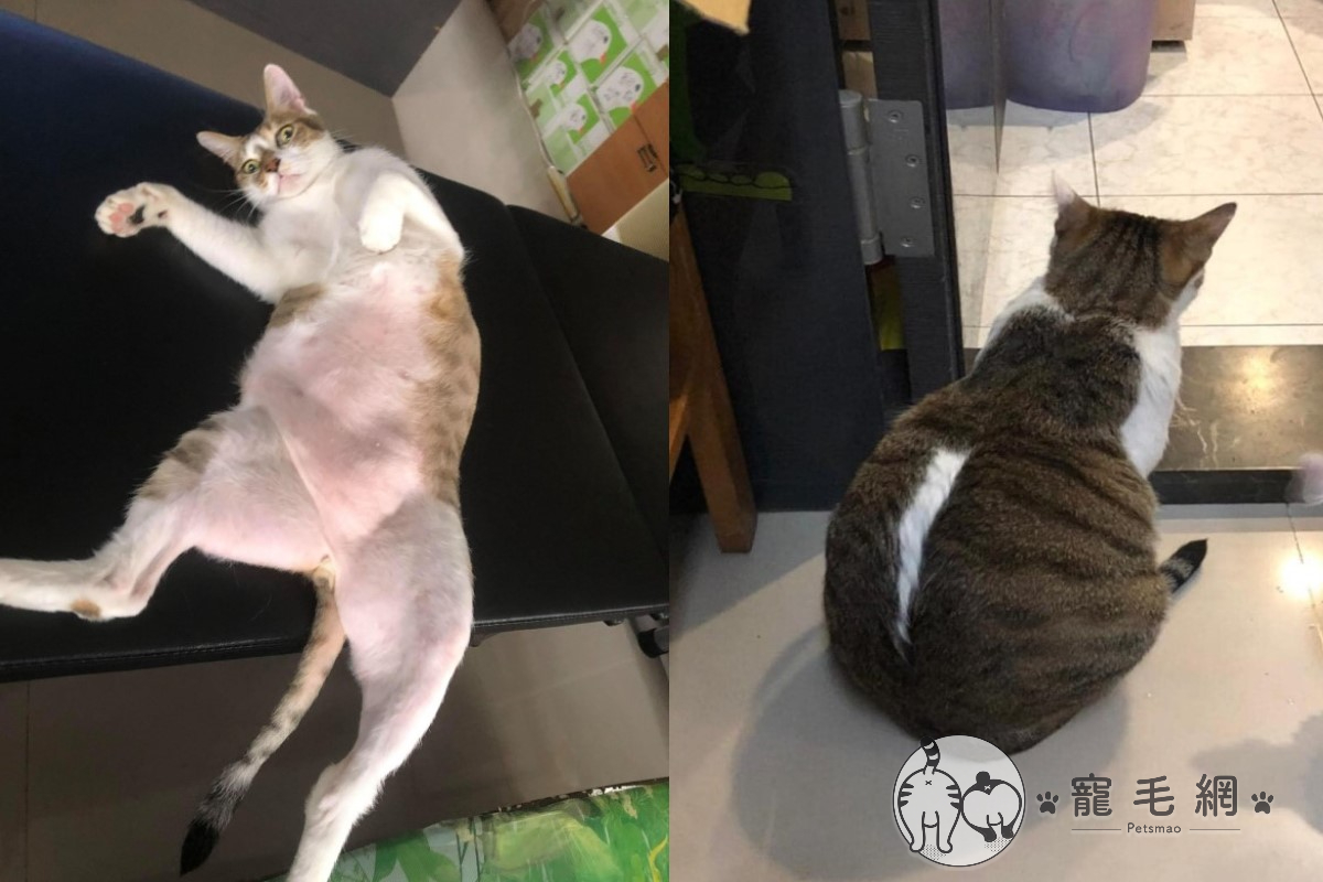 網友家的貓咪背上有一條明顯的「炸裂白毛」（圖／網友Szu Yu Lai授權提供）