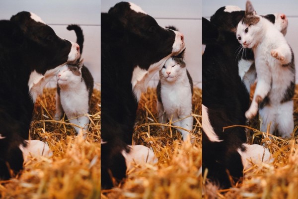 貓咪亂入農場「交朋友」　網笑：我只看到三隻乳牛！