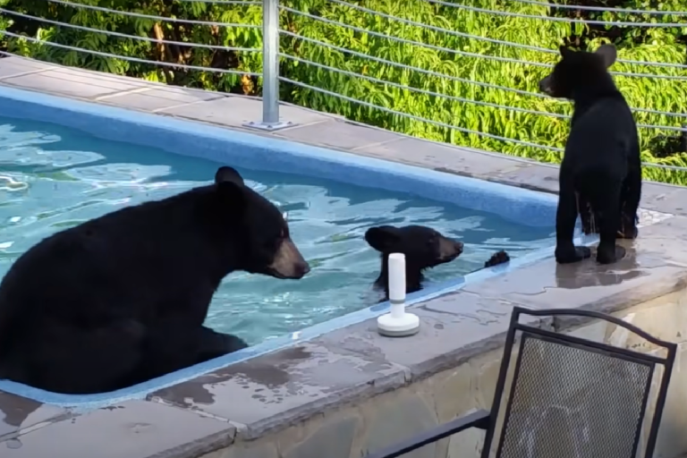 熊家庭大搖大擺闖進庭院，自己開「泳池趴」玩耍嬉戲！（圖／Youtube＠Cindy Dorow）