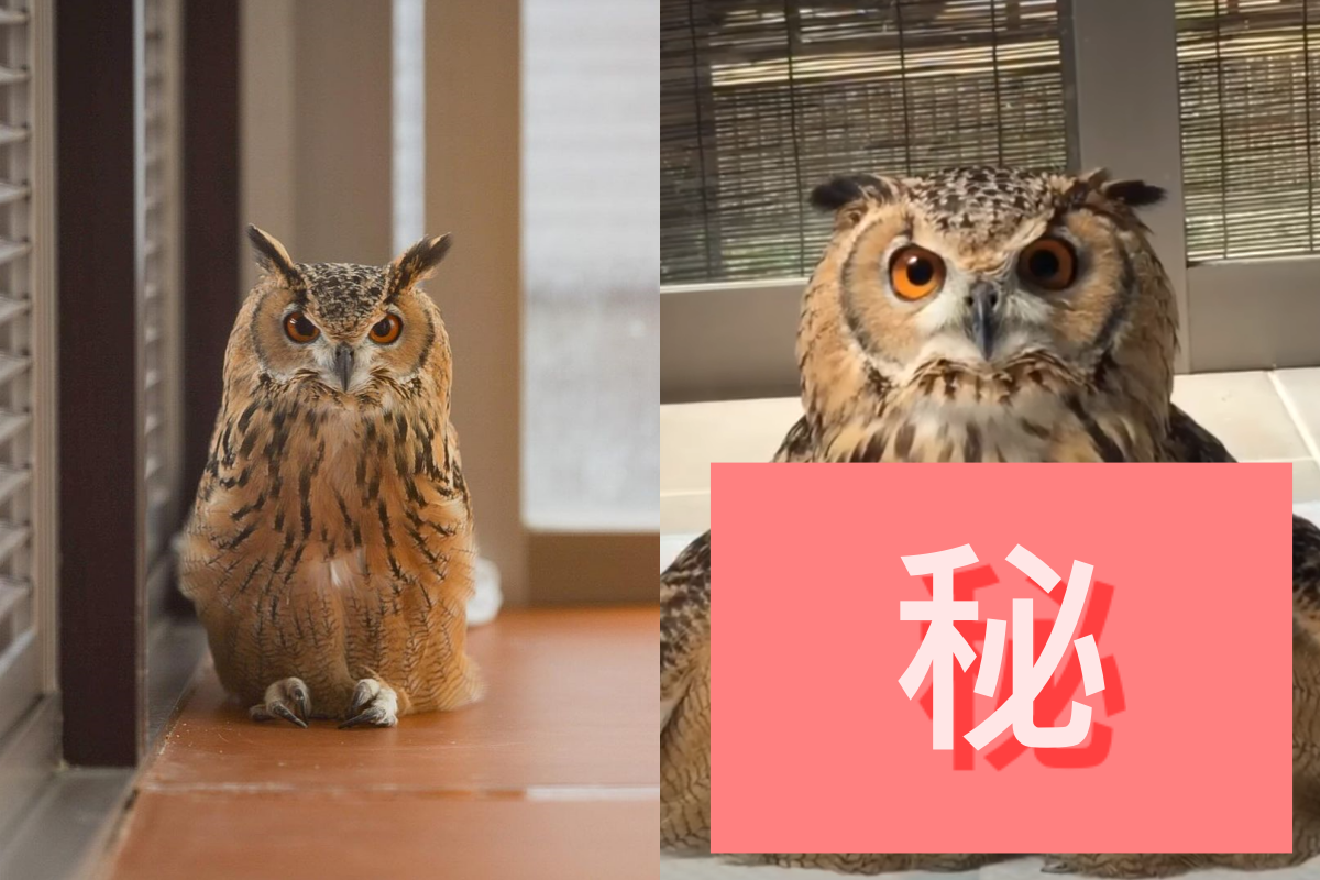 天氣熱貓頭鷹「羽毛張開」坐地上，就像融化了一樣！（圖／Youtube＠GEN3 OWL CHANNEL）