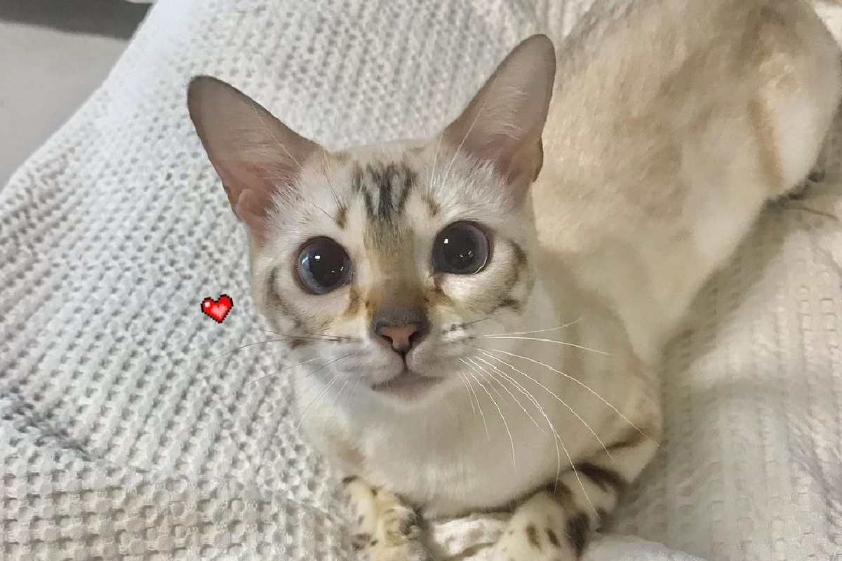 ▲貓貓「海藍色美瞳」水汪汪，超仙氣質網讚：像一片寧靜海洋。（圖／Instagram＠snow_mink）