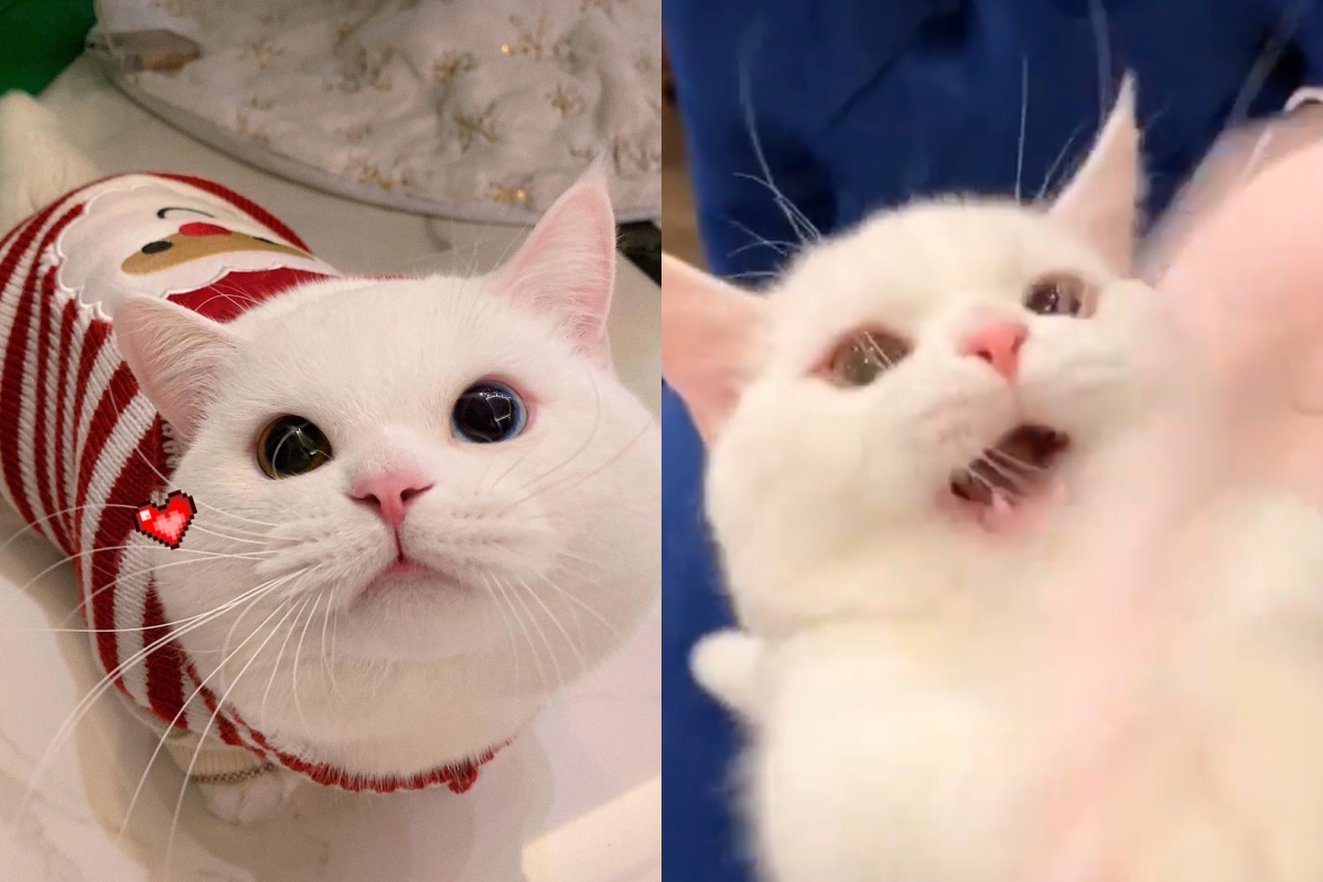 主人逗貓「手速過快」，圓眼小貓一臉呆萌伸手試圖碰到逗貓棒！（圖／Instagram＠cheese_eggen）