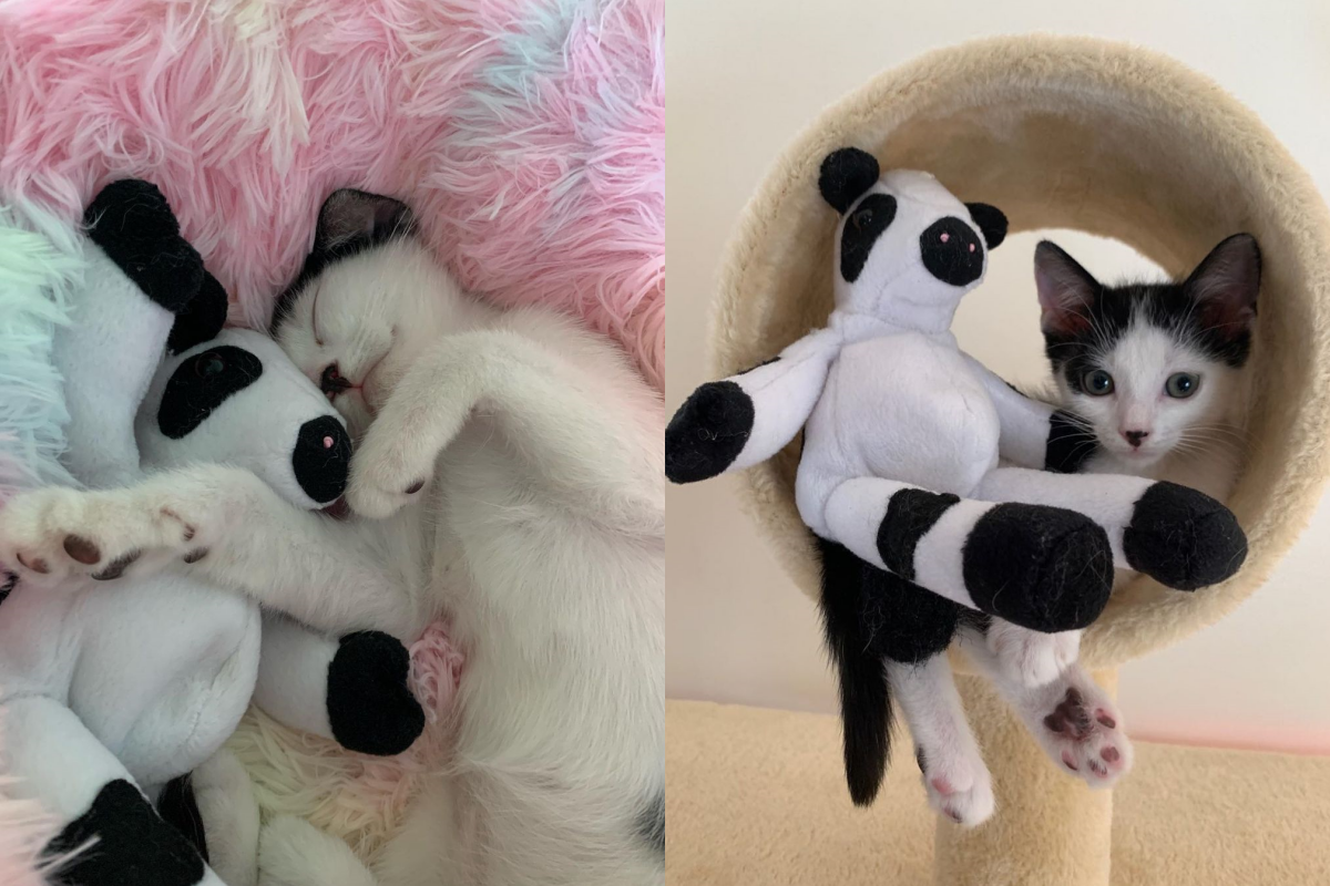 出生奶貓遭遺棄，獲救後超依戀「母牛娃娃」，天天都要抱著牠！（圖／Instagram＠kellyfosterkittens）