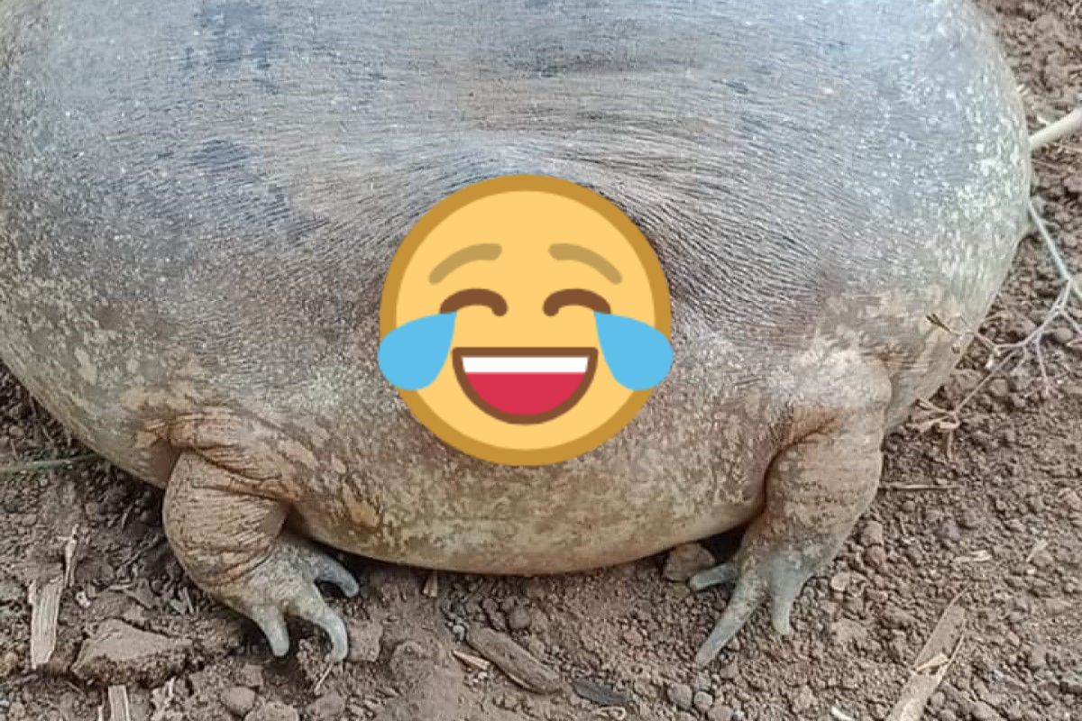 柬埔寨一名網友日前分享一隻長相奇特的蛙蛙（圖／FB@Lim Khyhong）