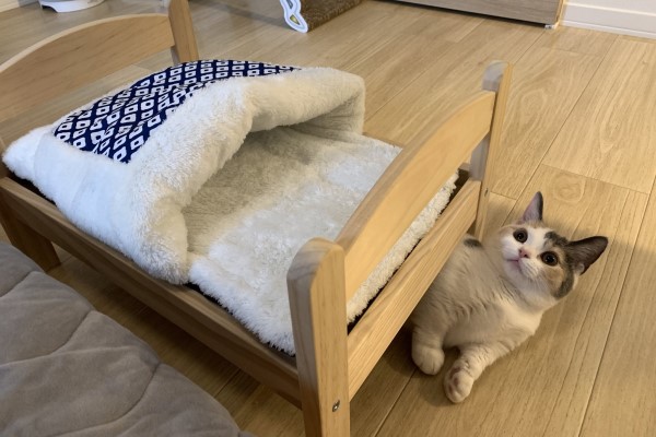 照片道盡辛酸　為貓買床牠竟然「擠下鋪」：這邊比較大欸！