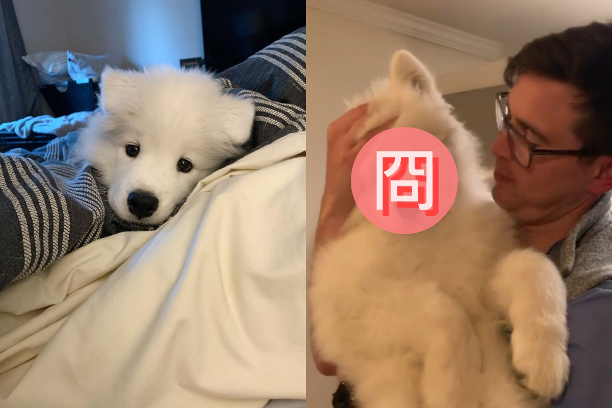 薩摩耶被主人熱情親吻後，竟是「滿臉愁容」！（圖／Instagram＠marcus_the_samoyed）