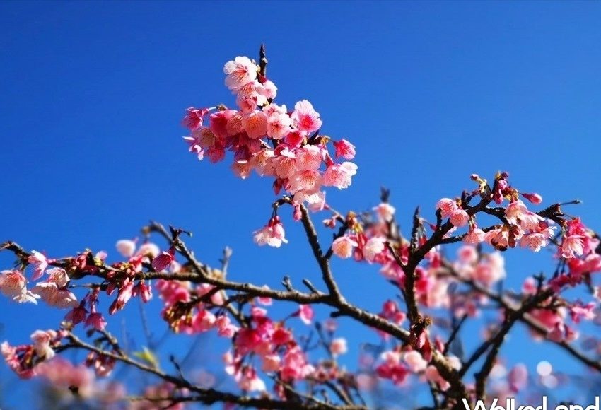 ▲大同人的櫻花公園！台北賞櫻秘境「景化公園」捷運大橋頭站出站就到。（圖／WalkerLand）