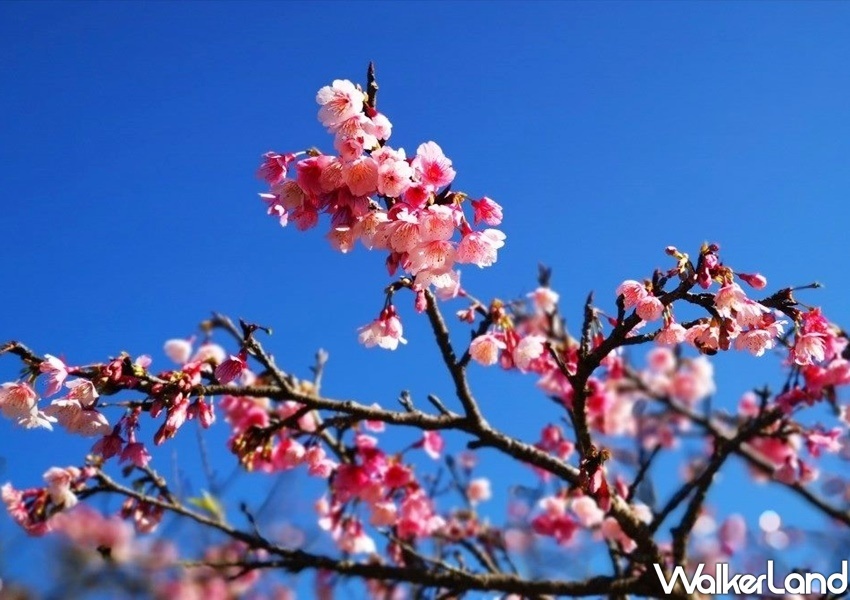 ▲隱藏在捷運大橋頭站附近「景化公園」變身為大同人都不想說的秘境。（圖／WalkerLand）