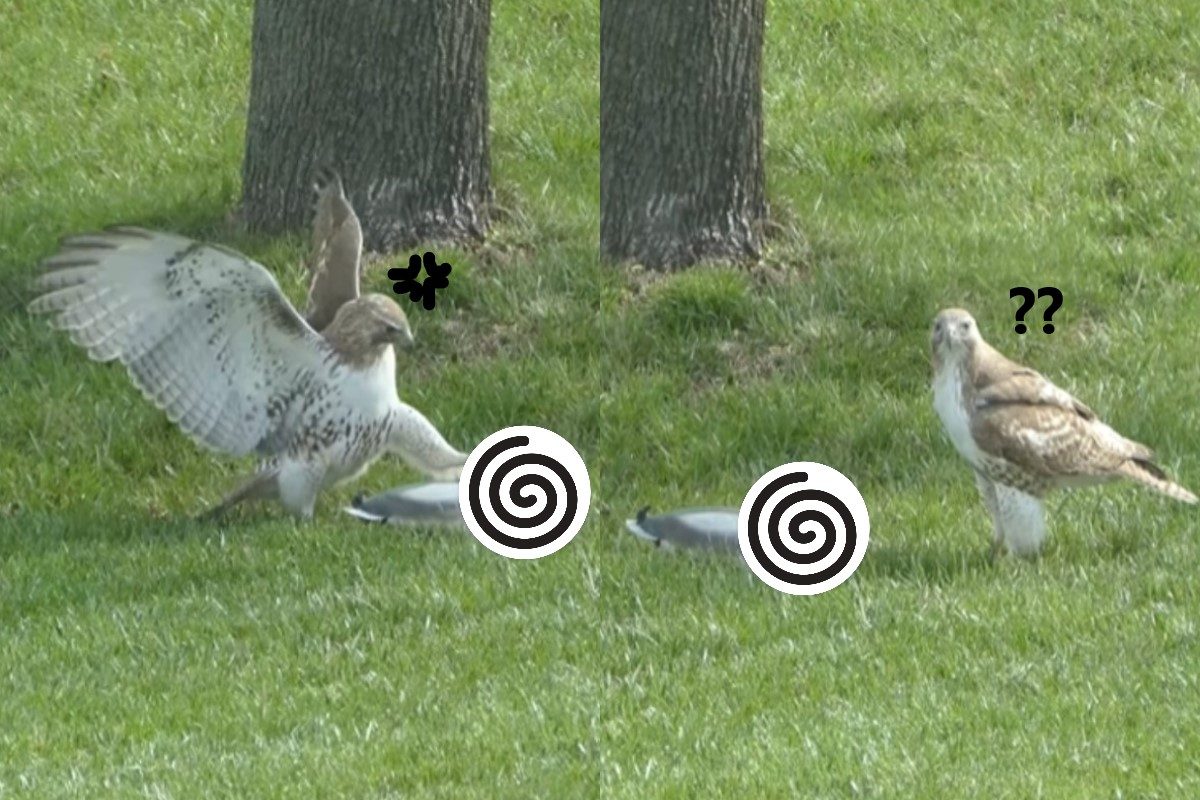 ▲老鷹挑釁「鴨子」被對方「完全忽視」！尷尬離場：沒被別人看到吧？（圖／翻攝自Youtube@Garybob）