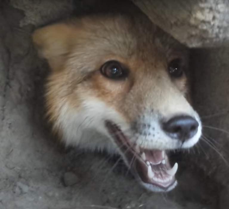 狐狸：但我被卡住了！偶好蠢哈哈哈哈哈（圖／Youtube＠Riot The Red Fox）