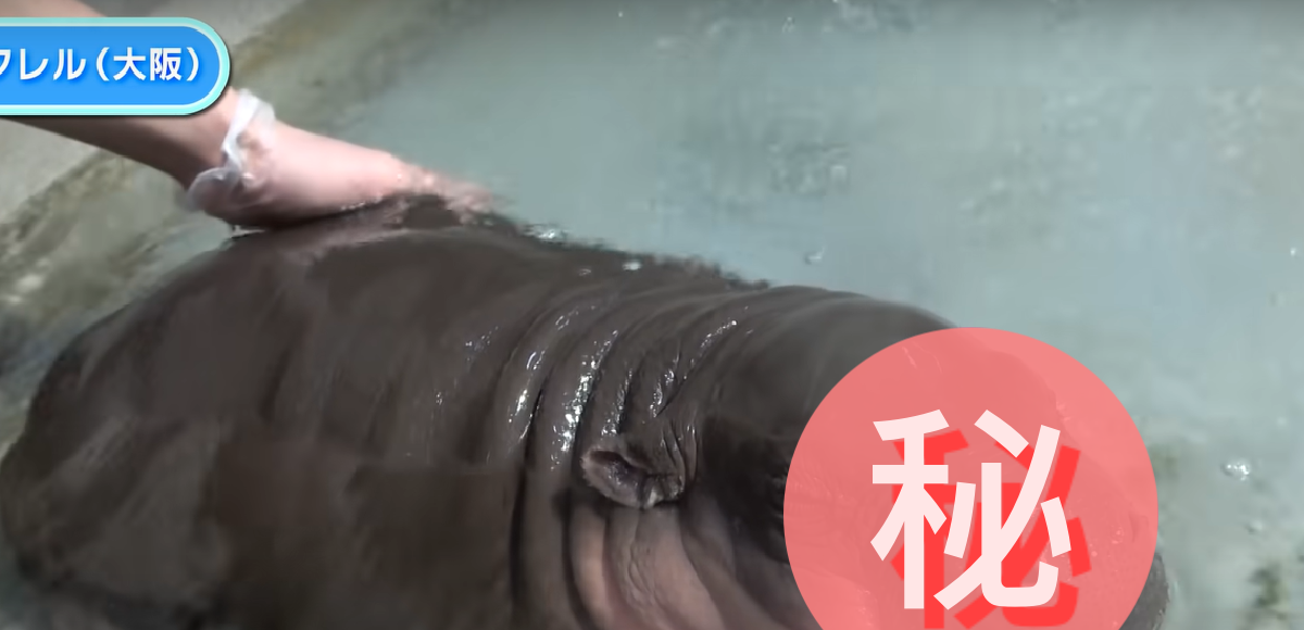 ▲小河馬「洗澎澎」舒服到閉眼，第一次下水太驚奇：我在水裡也能動！（圖／Youtube＠ダーウィンが来た! みんなのどうぶつえんすいぞくかん）