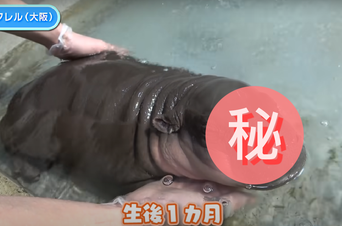 剛出生小河馬超乖巧，享受人類撫摸一臉舒爽！（圖／Youtube＠ダーウィンが来た! みんなのどうぶつえんすいぞくかん）