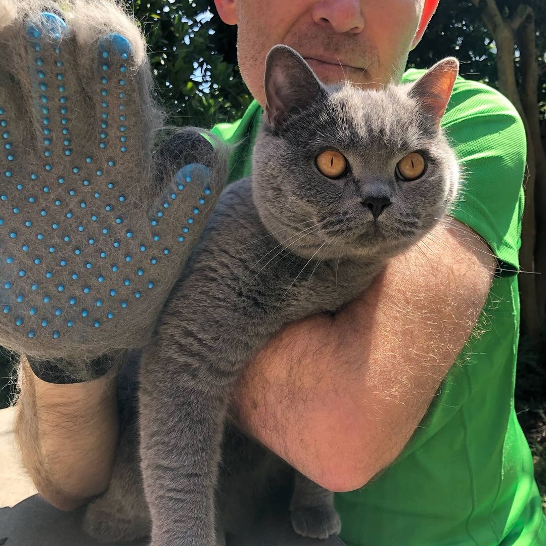 ▲每一年的3、4月就是貓咪的掉毛期，也是許多養貓奴才最煩躁的時期。（圖／NOWnews資料照）