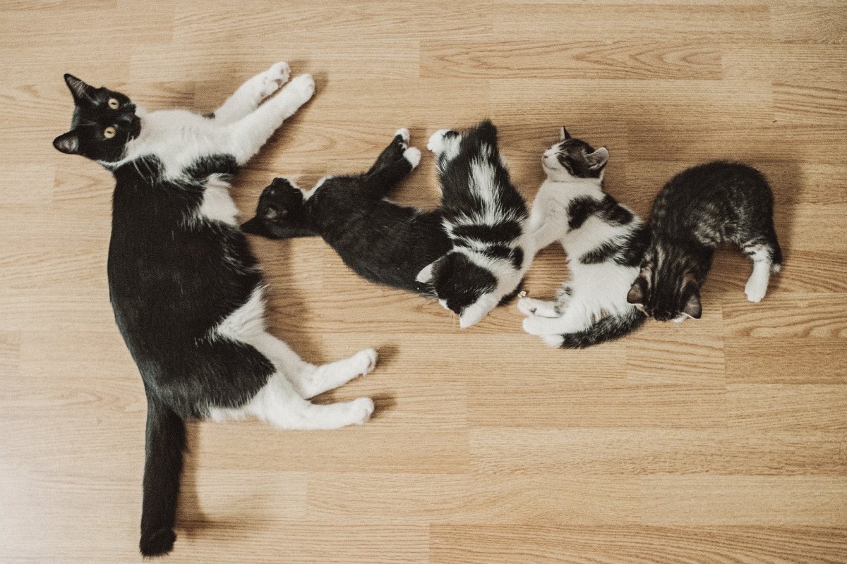 一隻黑白貓闖進男子的家，把他的床底當「產房」（圖／twitter@ParisZarcilla）