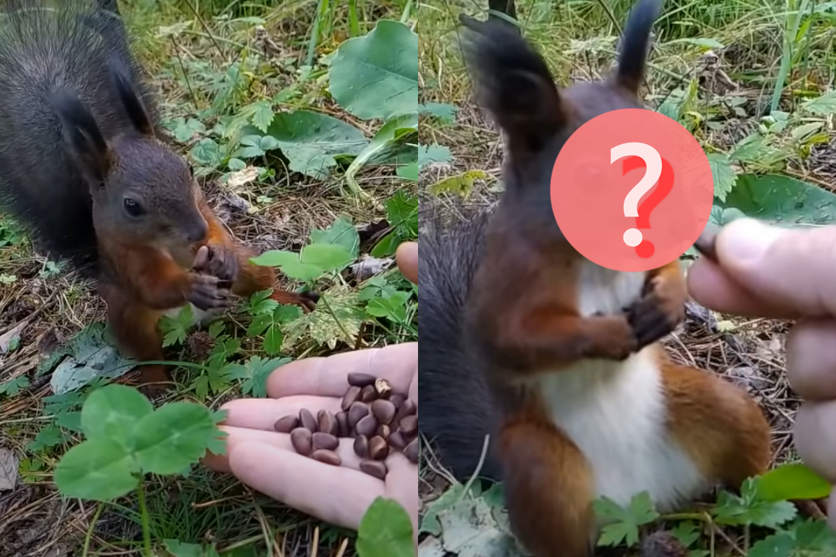 松鼠食物吃一吃「突然ㄎㄧㄤ掉」不動！（圖／Youtube＠Daniil Tyuterev）