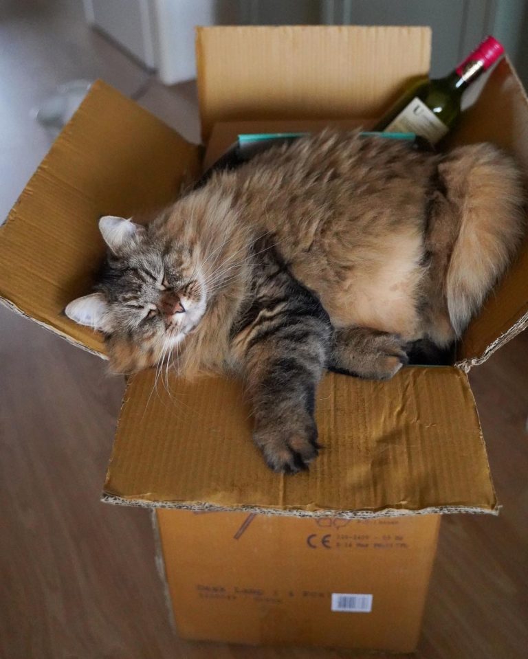 箱子就算滿了，也硬要擠！（圖／Instagram＠miesthecat）
