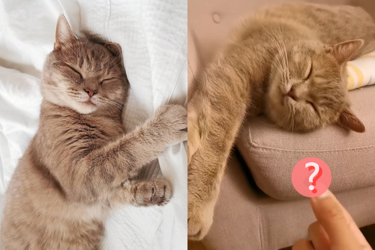 主人一妙招讓熟睡貓咪「自然醒」，豬豬也真的起床囉！（圖／Instagram＠panolechat）