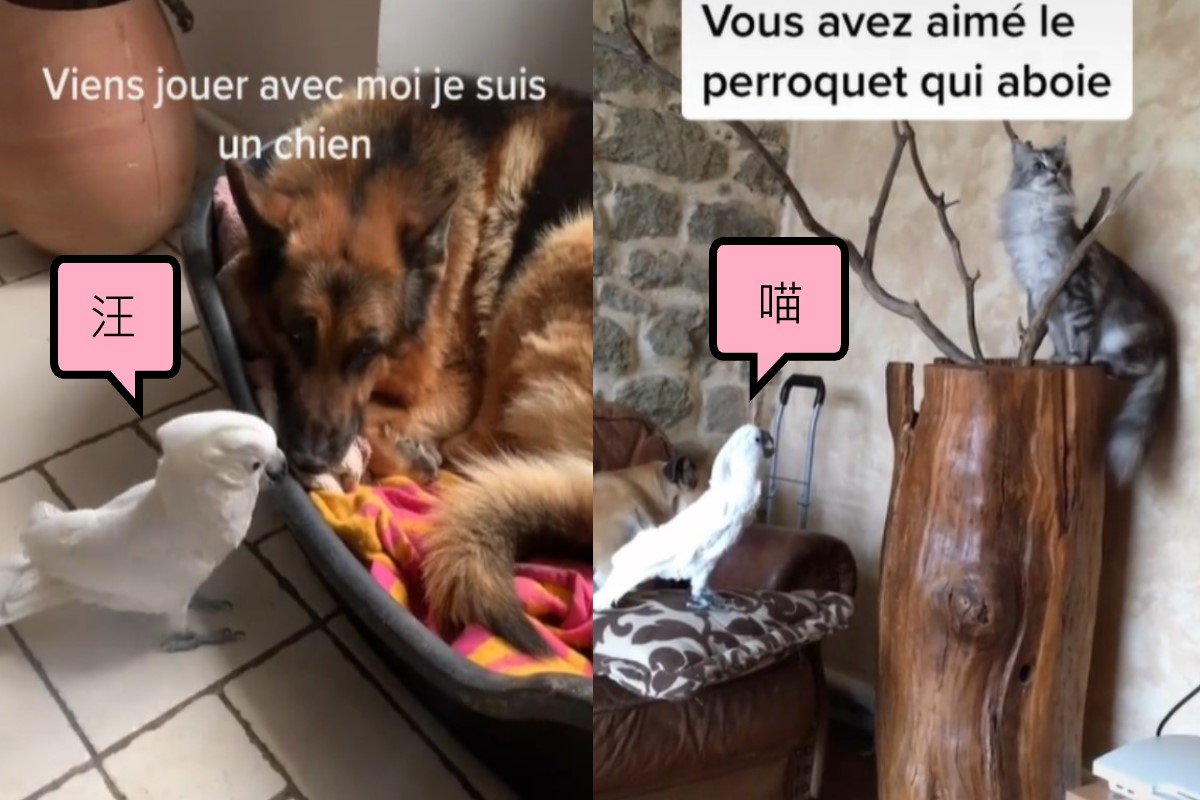 國外一隻巴丹鸚鵡會多種「外語」（圖／翻攝自Tik Tok@avocatfun）