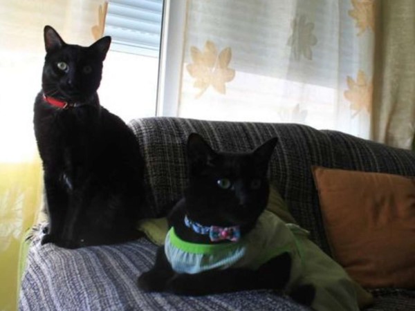 陌生黑貓潛入屋內沒人發現異狀　某天媽驚覺：怎麼有兩隻？