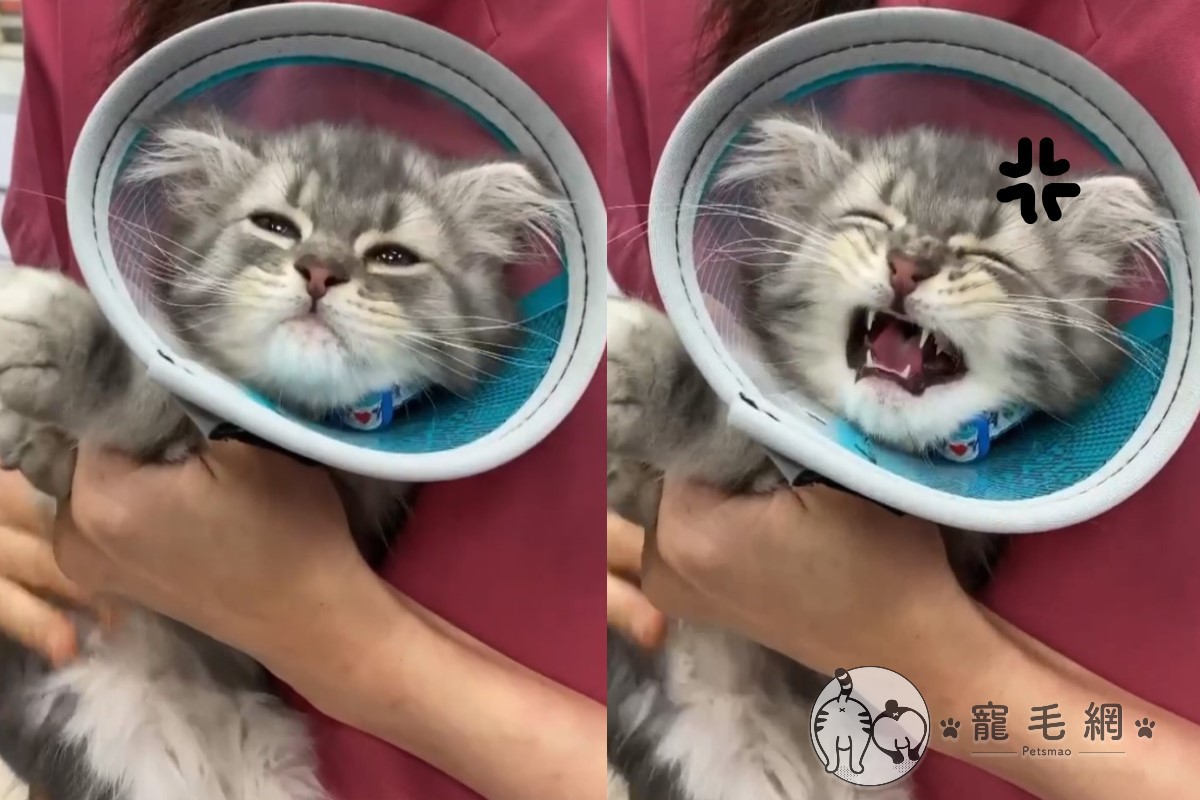 日前網友的貓咪打預防針時，滿臉委屈地不停喵叫（圖／網友Angela Hsieh授權提供）