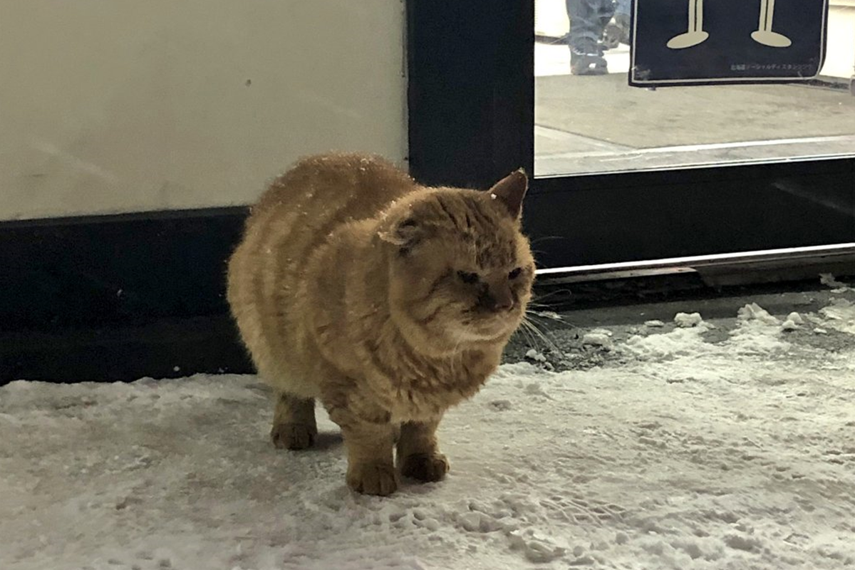 日本北海道的一間超商，有隻流浪橘貓徘徊在門口。（圖／Twitter@wannyan_patrol）
