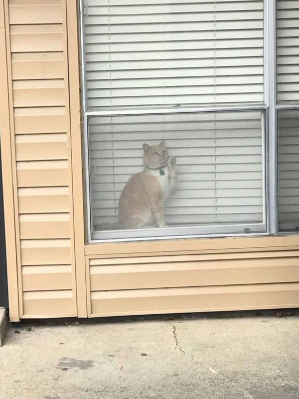 媽不見愛貓超心急　見鄰家窗戶身影好熟悉：你怎麼在那裡？