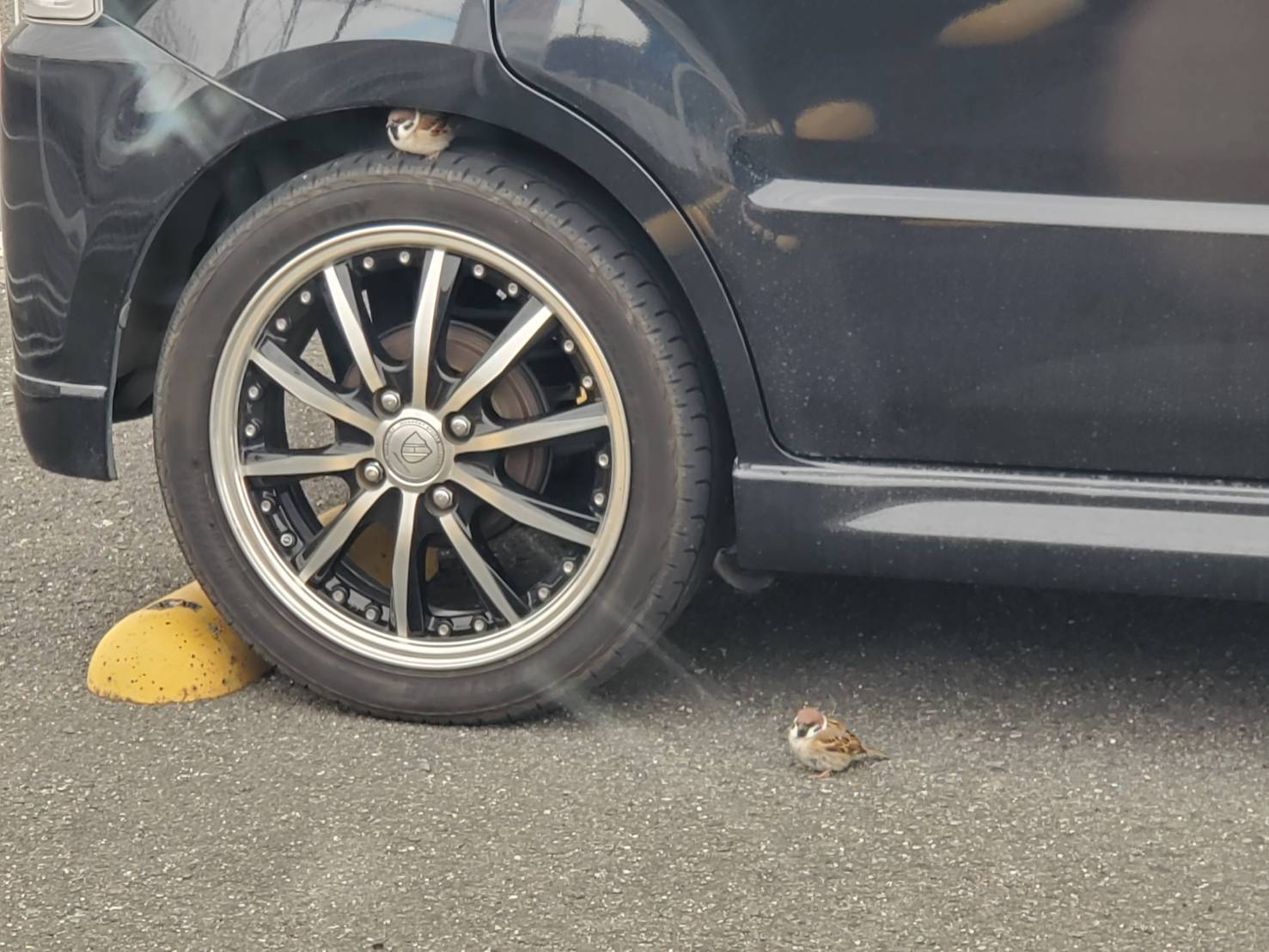 有一隻可愛的小麻雀停在車輪上休息～（圖／Twitter＠magogogoro）