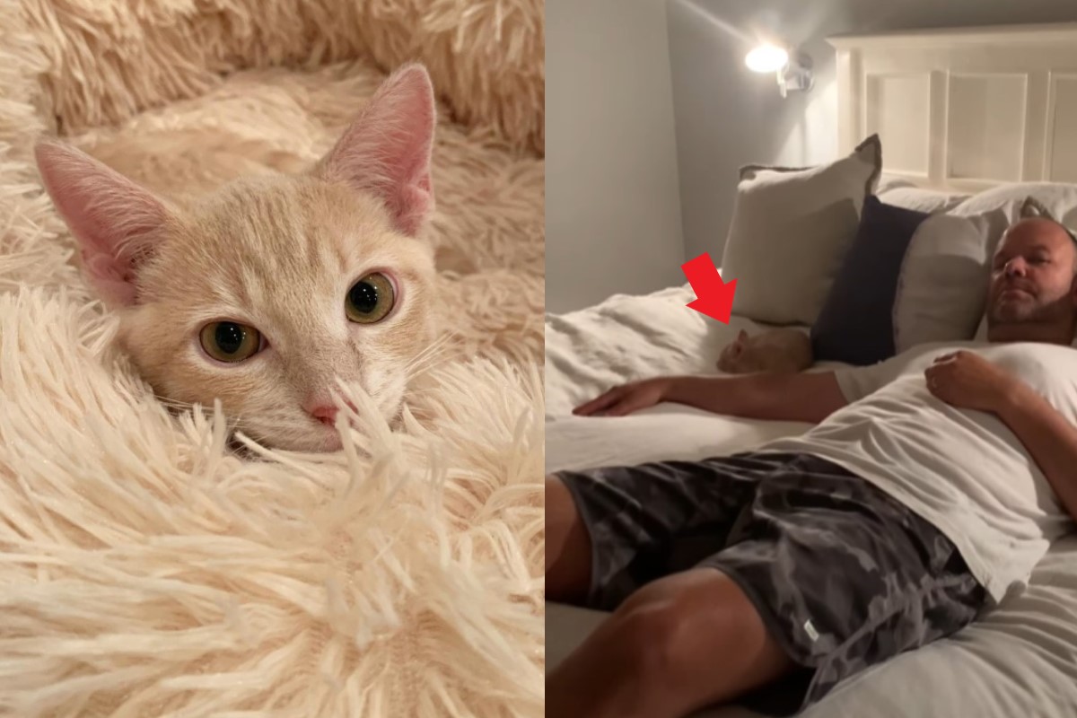 女子領養小橘貓後，驚覺牠原來是「最強小三」（圖／IG@mackenzie_the_dodo、翻攝自FB@The Dodo）