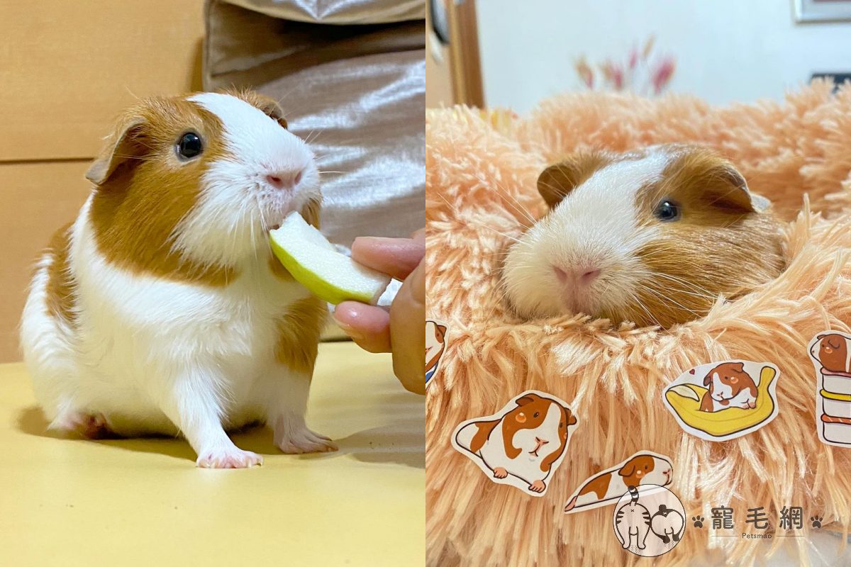 ▲阿嬤餵鼠寶芭樂，手抖對不準「狂戳鼻子」：吃不到啦！（圖／Instagram＠bujhuei）