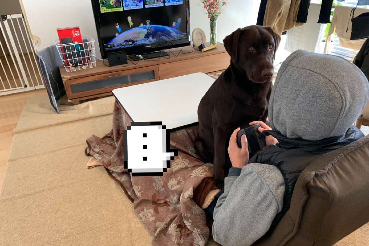 主人忙玩電子遊樂器，突一龐大身影佔滿視線！（圖／Twitter@chocolab_poteto）